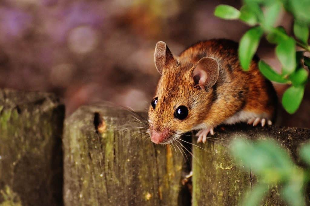 עכבר בטבע