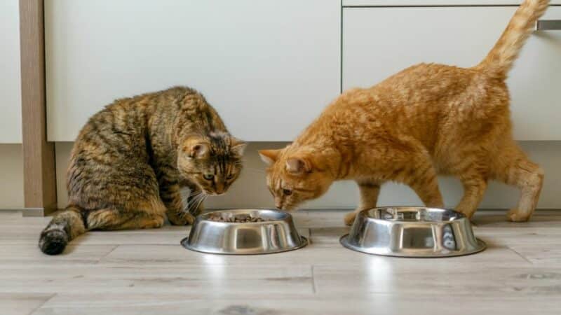 מזון יבש בריא לחתולים